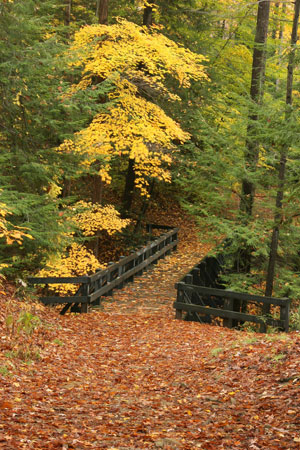 bridge and trails