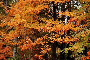 tree leaves